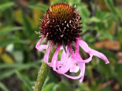 (Purple Coneflower) flower (Purple Coneflower) flower
