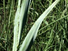 (Rattlesnake Master) (Rattlesnake Master)
