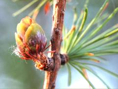 (Tamarack) (Tamarack)