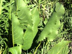 (Prairie Dock) plant (Prairie Dock) plant