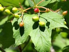 (European Highbush Cranberry) fruit (European Highbush Cranberry) fruit