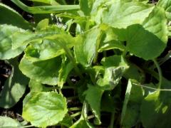 (Common Blue Violet) leaves (Common Blue Violet) leaves
