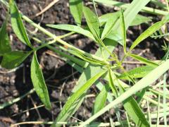 (Tall Coreopsis) seedling (Tall Coreopsis) seedling