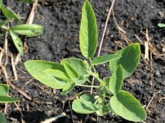 (Illinois Tick Trefoil) seedling (Illinois Tick Trefoil) seedling