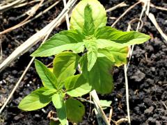 (Wild Bergamot) seedling (Wild Bergamot) seedling
