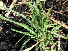 (Switch Grass) seedling (Switch Grass) seedling