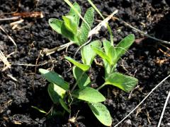 (Wild Petunia) seedling (Wild Petunia) seedling