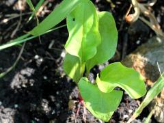 (Smooth Blue Aster) seedling (Smooth Blue Aster) seedling