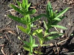(Swamp Milkweed) seedling (Swamp Milkweed) seedling