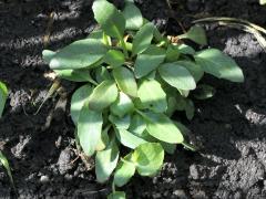 (Black-eyed Susan) seedling (Black-eyed Susan) seedling