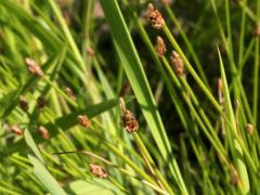 (Needle Spike Rush) (Needle Spike Rush)