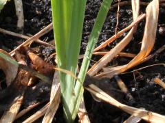 (Blue Flag Iris) shrevei seedling (Blue Flag Iris) shrevei seedling
