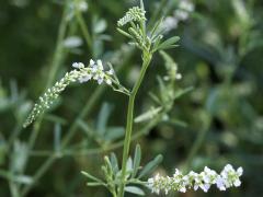 (White Sweet Clover) (White Sweet Clover)