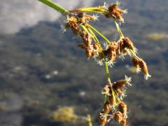 (Soft-stemmed Bulrush) flowers (Soft-stemmed Bulrush) flowers