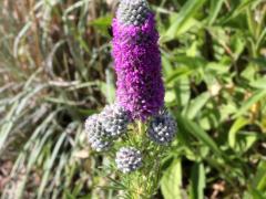 (Purple Prairie Clover) (Purple Prairie Clover)