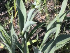 (Rattlesnake Master) (Rattlesnake Master)
