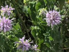 (Wild Bergamot) (Wild Bergamot)