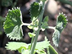 (Catnip) (Catnip)
