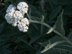 (Wild Quinine) (Wild Quinine)