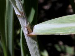 (Indian Grass) ligule (Indian Grass) ligule
