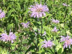 (Wild Bergamot) (Wild Bergamot)