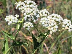 (Wild Quinine) flowering (Wild Quinine) flowering