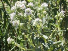 (Common Mountain Mint) (Common Mountain Mint)