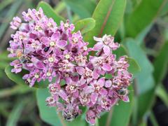 (Prairie Milkweed) (Prairie Milkweed)