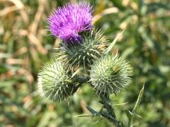 (Bull Thistle) (Bull Thistle)