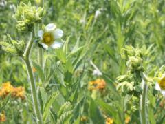 (Prairie Cinquefoil) (Prairie Cinquefoil)