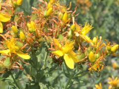 (St. John's Wort) (St. John's Wort)