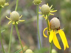 (Yellow Coneflower) (Yellow Coneflower)