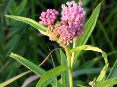 (Swamp Milkweed) (Swamp Milkweed)