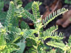 (Leafy Prairie Clover) (Leafy Prairie Clover)