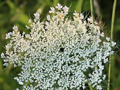 (Queen Anne's Lace) center red floret (Queen Anne's Lace) center red floret