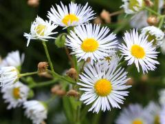 (Annual Fleabane) (Annual Fleabane)