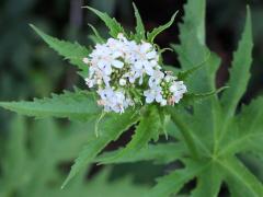 (Glade Mallow) (Glade Mallow)