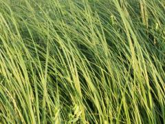 (Prairie Cord Grass) (Prairie Cord Grass)