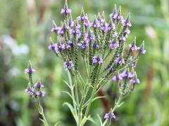 (Blue Vervain) (Blue Vervain)