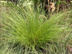 (Prairie Dropseed) (Prairie Dropseed)