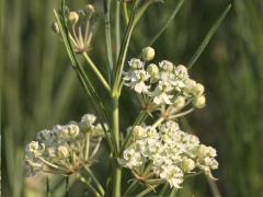 (Whorled Milkweed) (Whorled Milkweed)