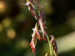 (Side-oats Grama) flowers (Side-oats Grama) flowers