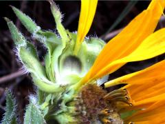 (Compass Plant) ray florets (Compass Plant) ray florets