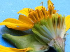 (Cup Plant) ray florets (Cup Plant) ray florets