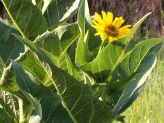 (Cup Plant) (Cup Plant)