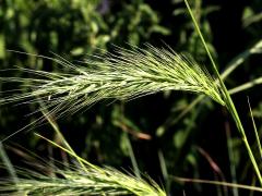 (Canada Wild Rye) (Canada Wild Rye)