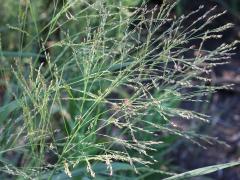 (Switch Grass) (Switch Grass)