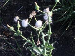 (Spiny Sow Thistle) (Spiny Sow Thistle)