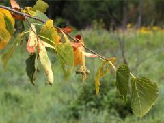 (American Linden) (American Linden)