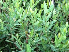 (Hemp Dogbane) plant (Hemp Dogbane) plant